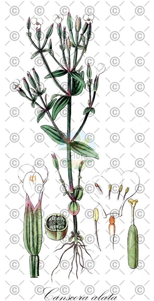 HistAbb_wfo-0000796885_1_ENZY_Simple | Historische Abbildung von Canscora alata - Gentianaceae | Historical Illustration of Canscora alata - Gentianaceae