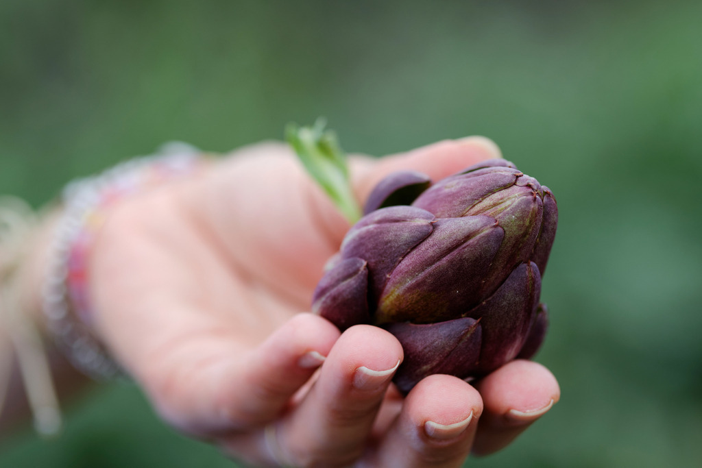 Theuringer Artischocken | Raasdorf, Austria - August 17, 2020; Theuringer Artischocken-Ernte im Marchfeld; geerntete Artischocke in der Hand. - Realisiert mit Pictrs.com