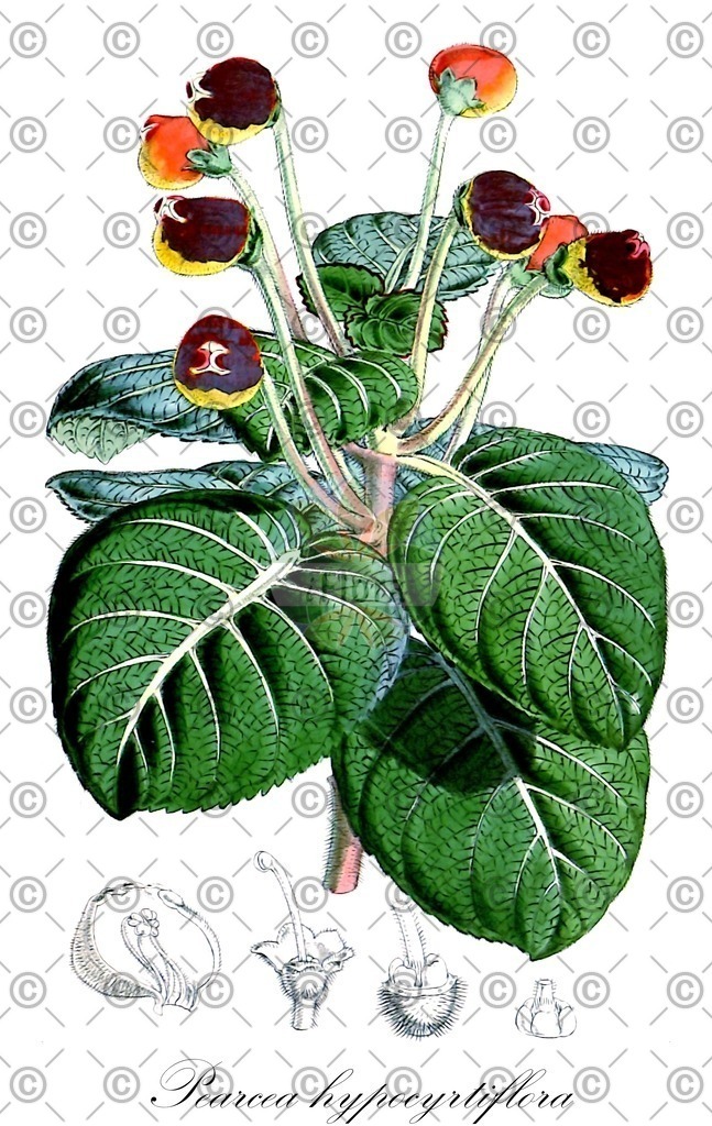 HistAbb_wfo-0001115600_1_ENZY_Simple | Historische Abbildung von Pearcea hypocyrtiflora - Gesneriaceae | Historical Illustration of Pearcea hypocyrtiflora - Gesneriaceae
