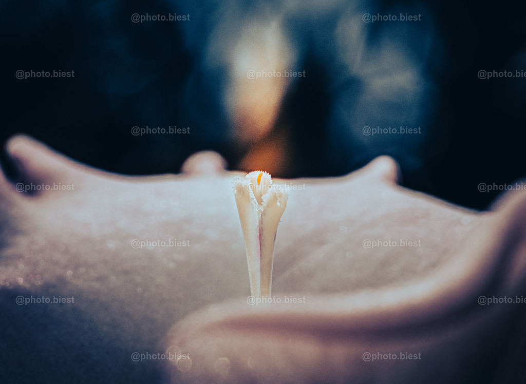 Blütenkerze | Ein Blütenstempel der Gladiole. - Realisiert mit Pictrs.com