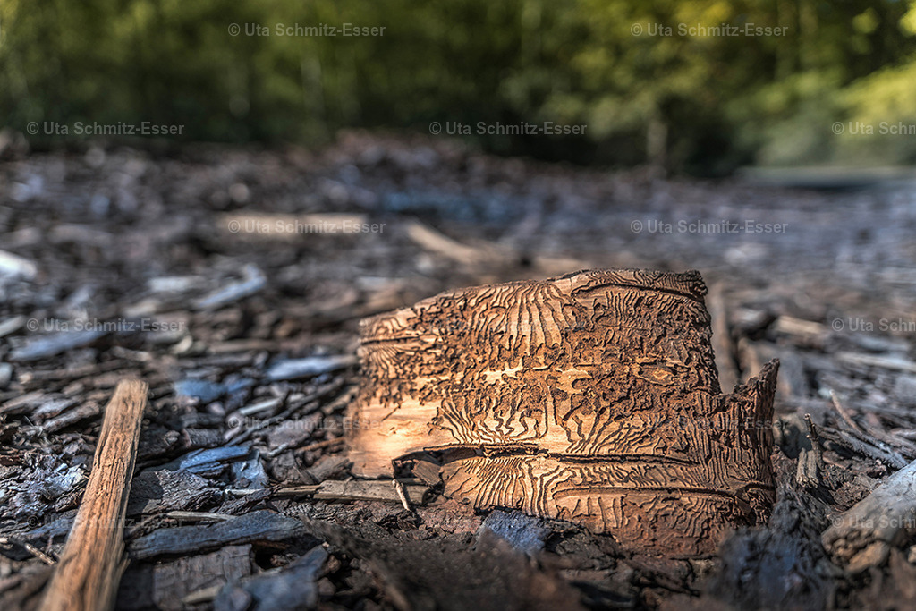 Wald_01 | CEUS Design - Realisiert mit Pictrs.com