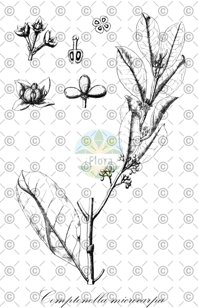 HistAbb_wfo-0000617637_1_ENZY_Simple | Historische Abbildung von Comptonella microcarpa - Rutaceae | Historical Illustration of Comptonella microcarpa - Rutaceae