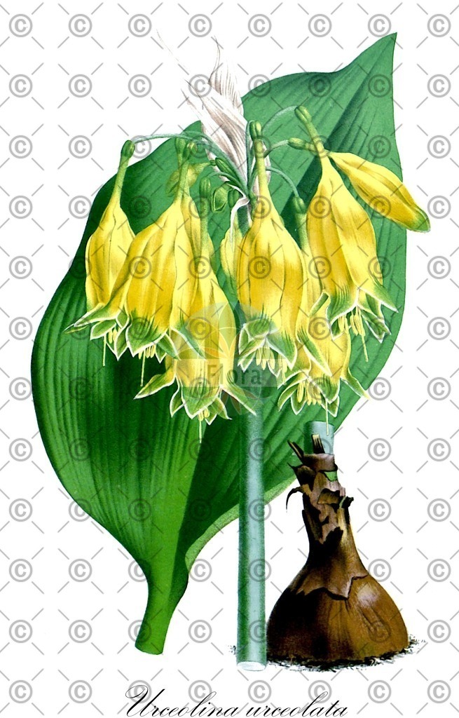 HistAbb_wfo-0000417231_2_ENZY_Simple | Historische Abbildung von Urceolina urceolata - Amaryllidaceae | Historical Illustration of Urceolina urceolata - Amaryllidaceae