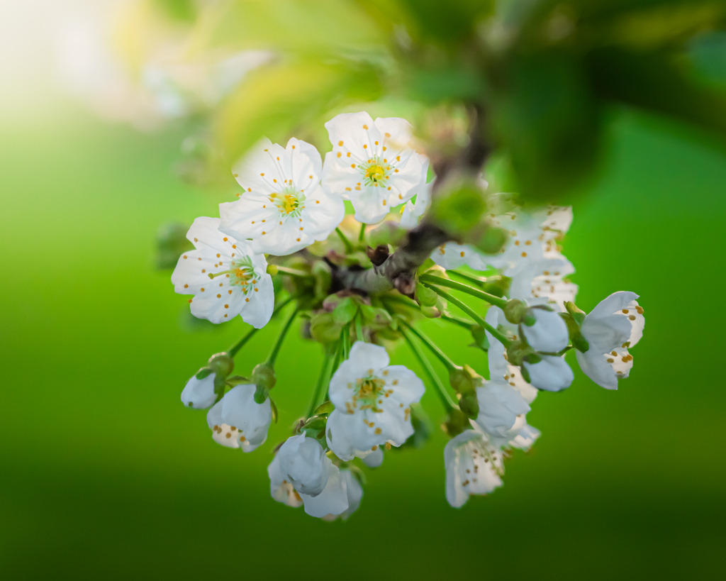 _DSC1198 | renerovisanfotoart.com