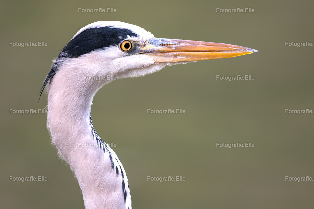 Z62_1885 | Fotografie Elle - Realisiert mit Pictrs.com