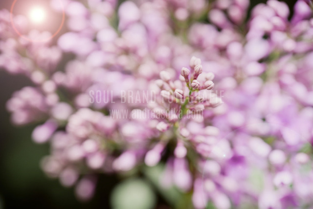 DSC_2781 | andreasojkafotografie - Realisiert mit Pictrs.com