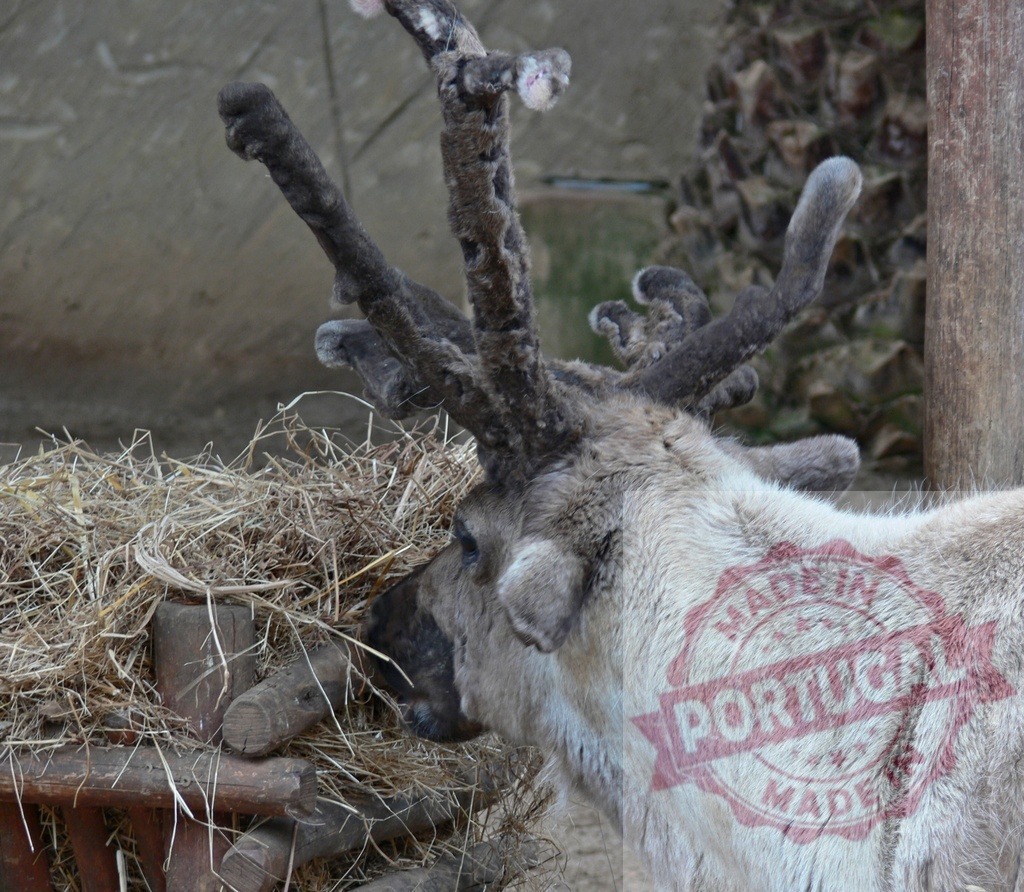 Reindeer eating hay from feeder in zoo | Reindeer with velvet antlers eating dry hay from a wooden feeder - Realized with Pictrs.com