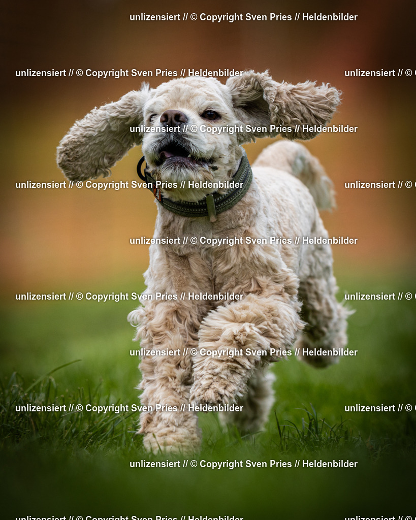 Sven Pries | 2025-04-13 - Hunderennen Baden-Baden - Realisiert mit Pictrs.com