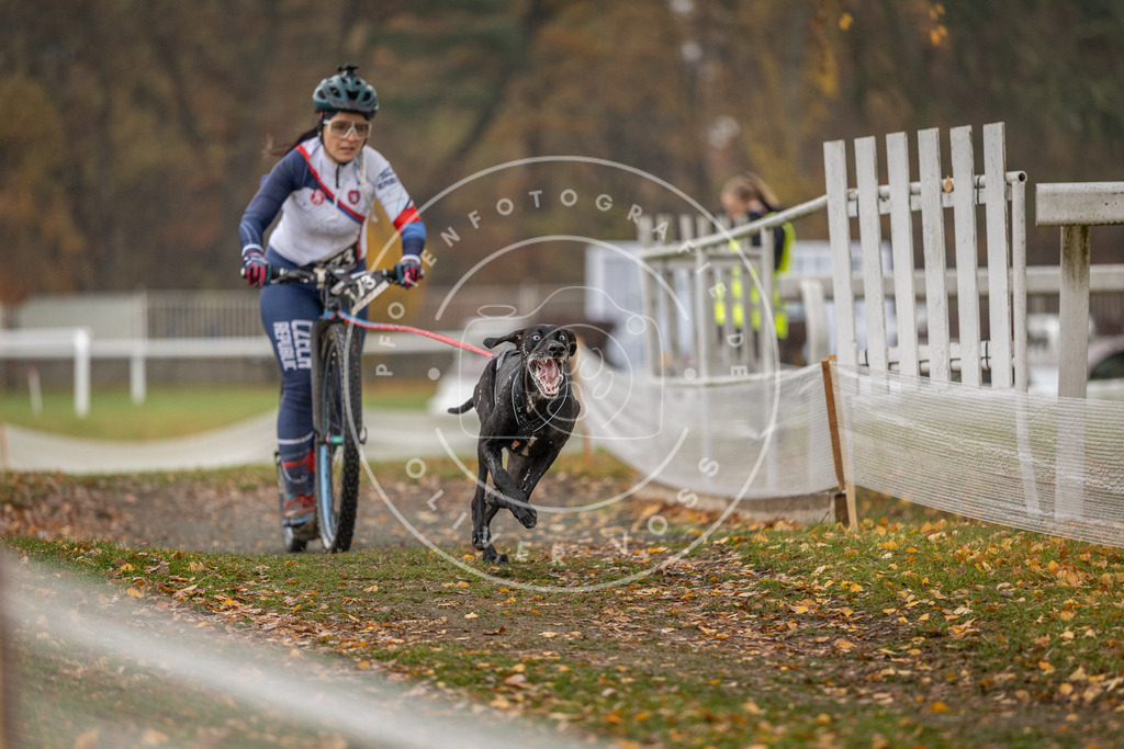 CaniXpix_DV3A8448 | Hundefotografie, Tierfotograf, Pfotenfotografie, Fotoshooting Hund, Hunde Portrait, Hundesport, Hundeportraits, Heideshooting, Hunde, Sportfotograf, Hundefotograf, Turnierhundsport, THS,  - Realisiert mit Pictrs.com