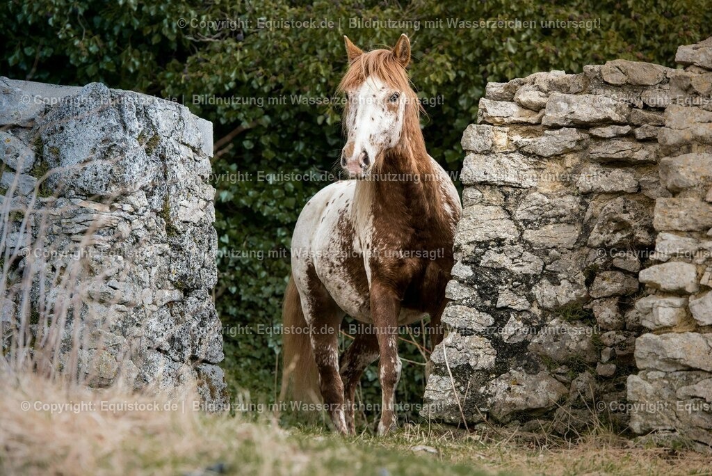 20150405_TOMsPiC_0078 | equistock