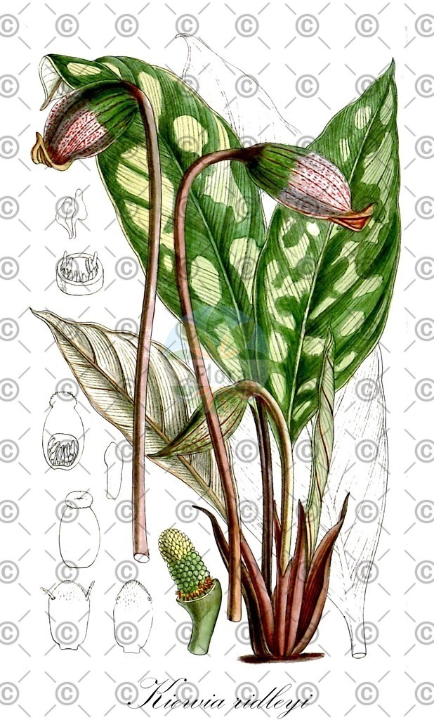 HistAbb_wfo-0000778884_2_ENZY_Simple | Historische Abbildung von Kiewia ridleyi - Araceae | Historical Illustration of Kiewia ridleyi - Araceae