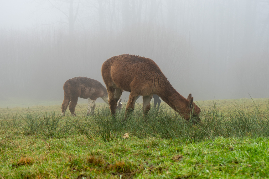 Alpaka im Schwarzwald | <meta name="keywords" content="Bergbilder, Hochzeitsfotografie, Actionshootings, Fotografiearbeiten, Berglandschaften, Naturfotografie">

 - Realisiert mit Pictrs.com