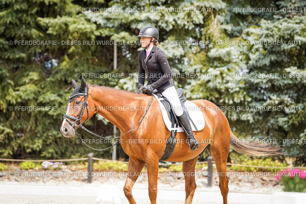 DSC03897 | Pferdegrafie