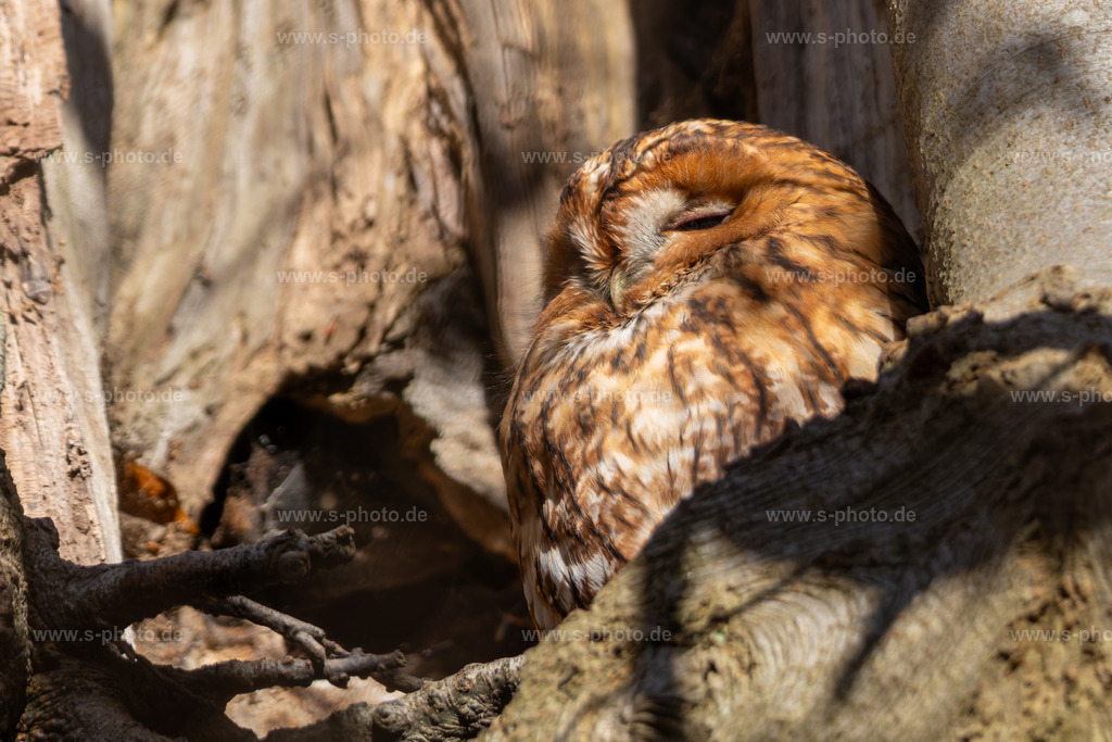 Waldkauz  | Bob II in seiner hübschen und gemütlichen Baumhöhle - Realisiert mit Pictrs.com