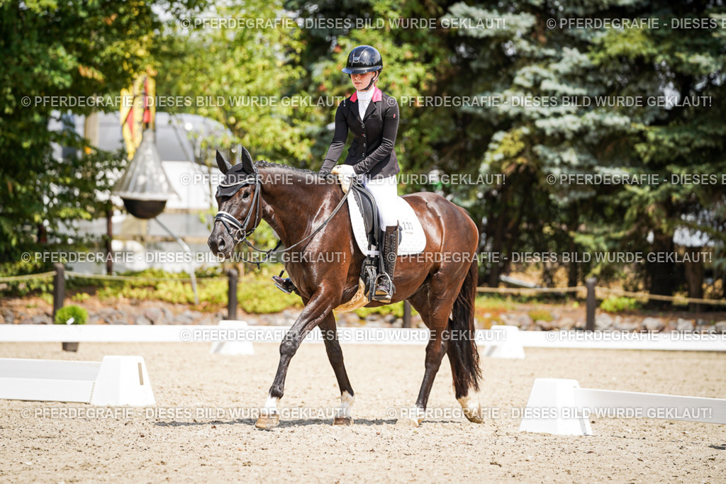 DSC01694 | Pferdegrafie