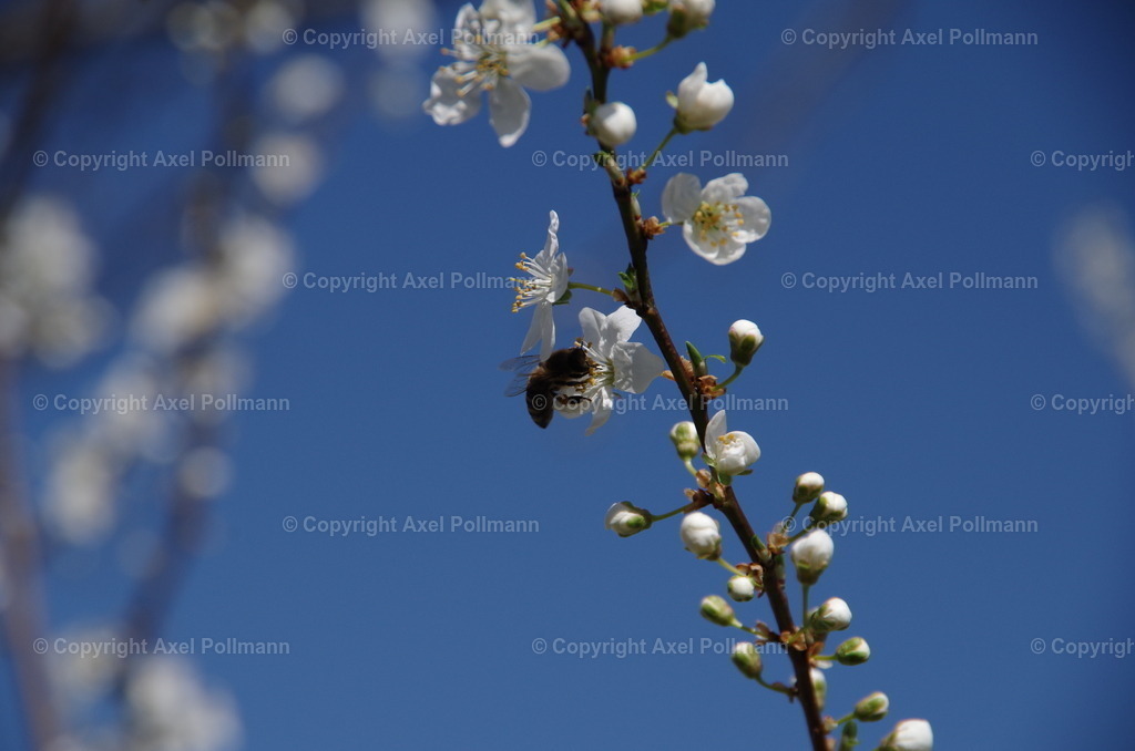 IMGP9594 | fotografiert von Axel PollmannLeonhardi Wallfahrt Benediktbeuern und Murnau, Fronleichnam, Fasching, Landschaft im Loisachtal und Benediktbeuern  - Realisiert mit Pictrs.com