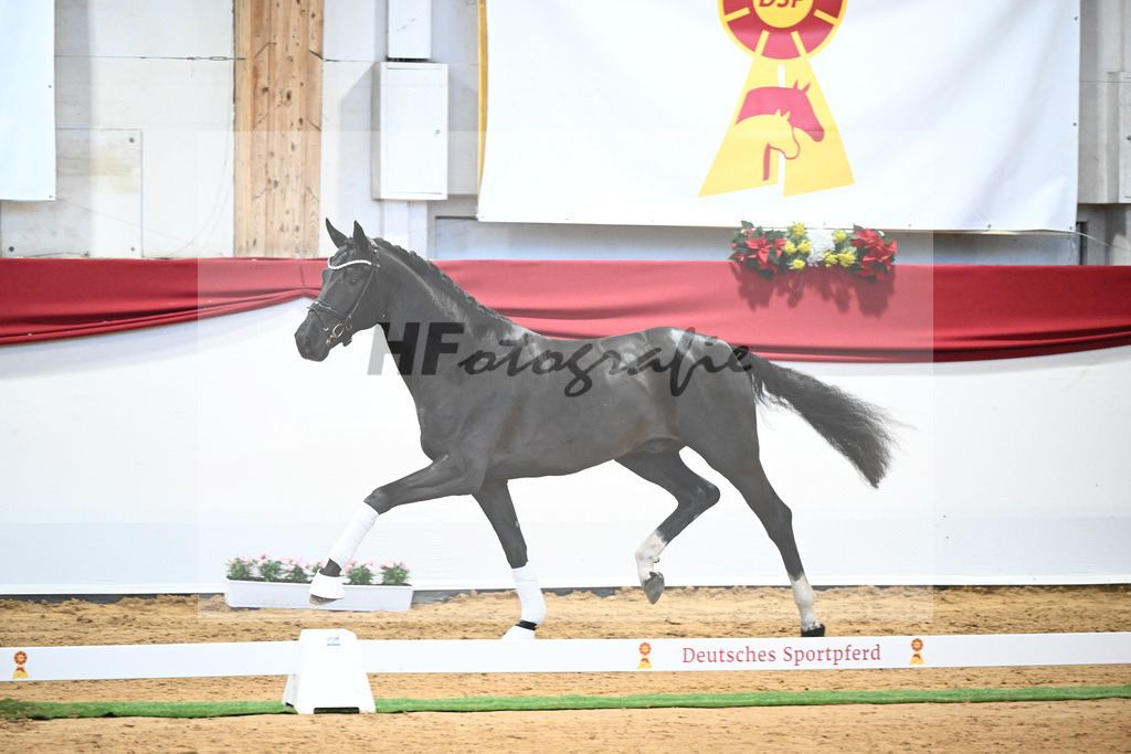 Kat-Nr. 49 Springbank II VH x Dante Weltino_Winklmaier_43232073 | hf-fotografie - Realisiert mit Pictrs.com