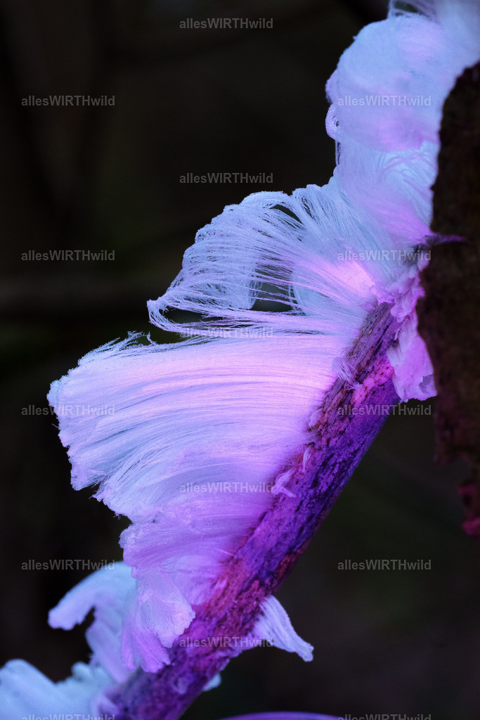 Haareis | Entdecke die faszinierende Welt der Natur- und Wildlife-Fotografie von Daniel und Bärbel. Inspirierende Bilder von wilden Tieren und kleinen Naturwundern.