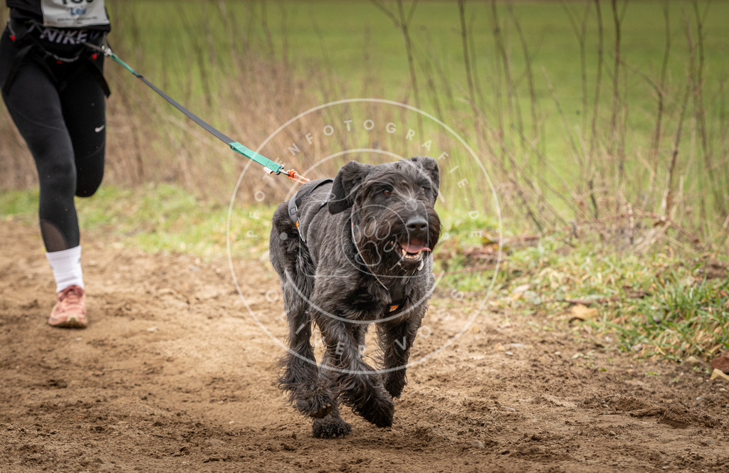 DV3A2135 | Hundefotografie, Tierfotograf, Pfotenfotografie, Fotoshooting Hund, Hunde Portrait, Hundesport, Hundeportraits, Heideshooting, Hunde, Sportfotograf, Hundefotograf, Turnierhundsport, THS,  - Realisiert mit Pictrs.com