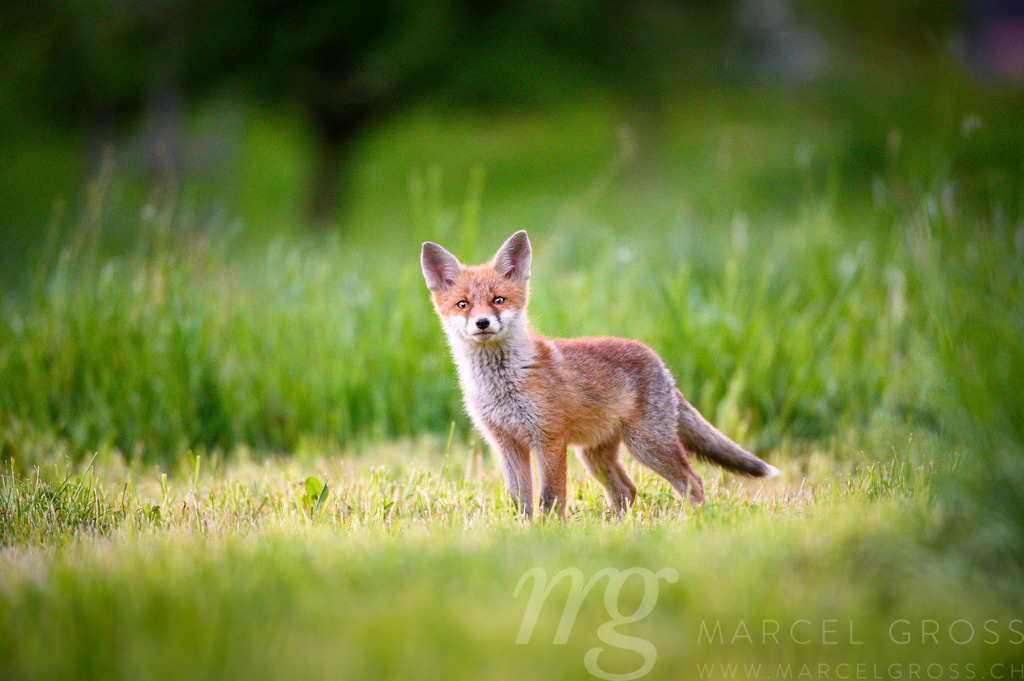 curious young fox in short green grass in Emmental | Die ideale Geschenkidee für Naturliebhaber. Naturbilder von Marcel Gross Photography für ihr Zuhause in den verschiedensten Formaten und Materialien. - Realisiert mit Pictrs.com