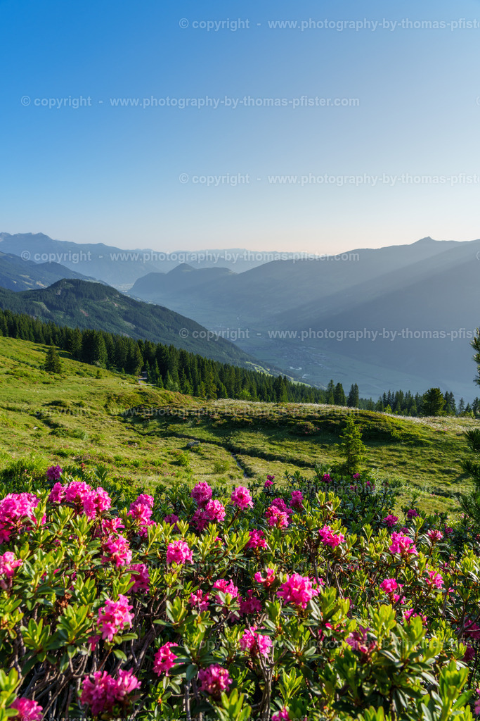 Almrosenblühte Zillertaler Höhenstrasse copyright  Thomas Pfister-12 | PHOTOGRAPHY BY THOMAS PFISTER