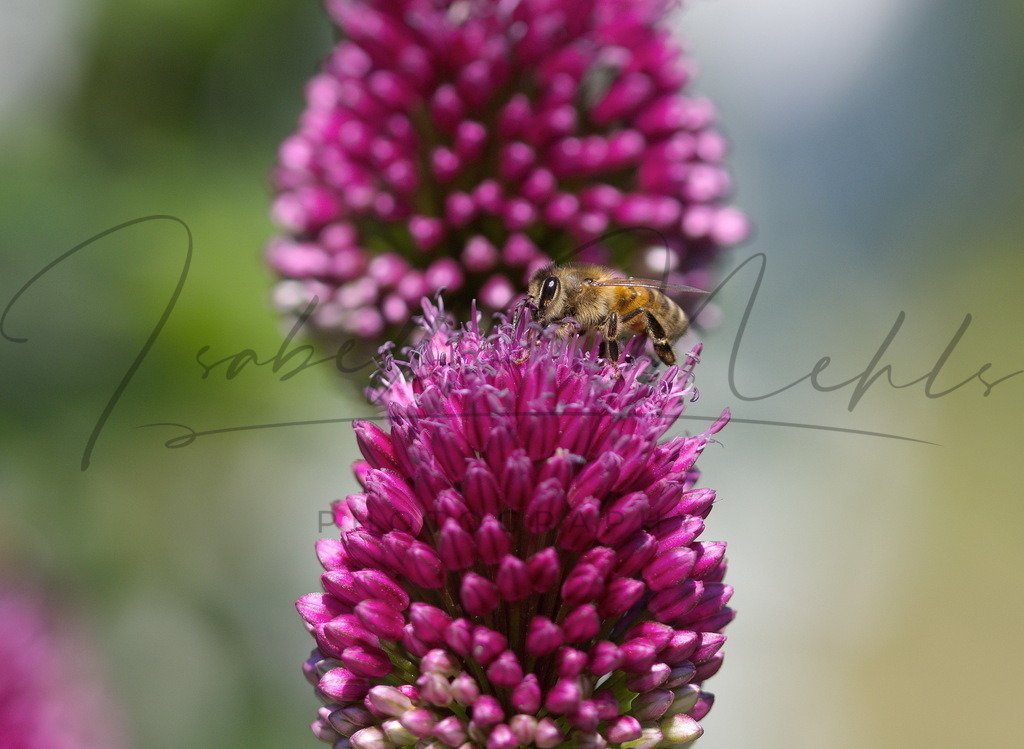 132_Biene | i-n-photography - Realisiert mit Pictrs.com