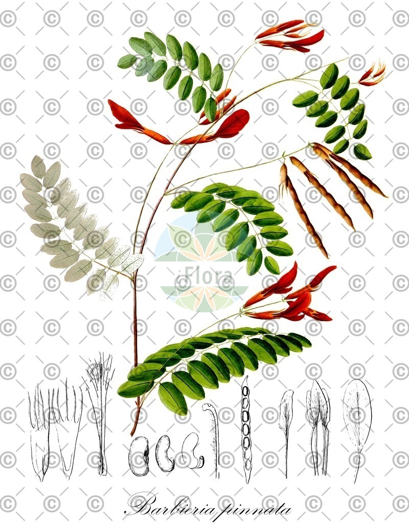 HistAbb_wfo-0000317074_1_ENZY_Simple | Historische Abbildung von Barbieria pinnata - Fabaceae | Historical Illustration of Barbieria pinnata - Fabaceae