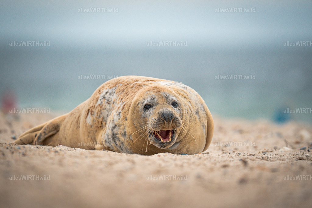 allesWIRTHwild.de - 7IV04748 | Entdecke die faszinierende Welt der Natur- und Wildlife-Fotografie von Daniel und Bärbel. Inspirierende Bilder von wilden Tieren und kleinen Naturwundern.