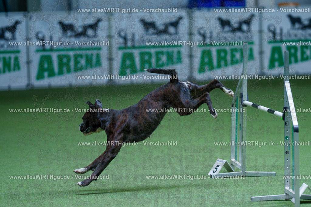 @allesWIRTHgut_Tierfotografie - www.allesWIRTHgut.de - 2604251228-7R501876 | Professionelle Tierfotografie in Mönchengladbach von Daniel Wirth (allesWIRTHgut). Liebevolle & natürliche Bilder von Hunden & Katzen für unvergessliche Erinnerungen.