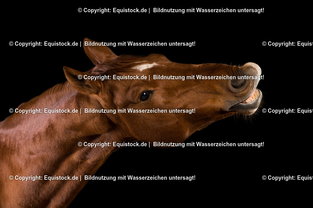 20151103_TOMsPiC_0325 | equistock