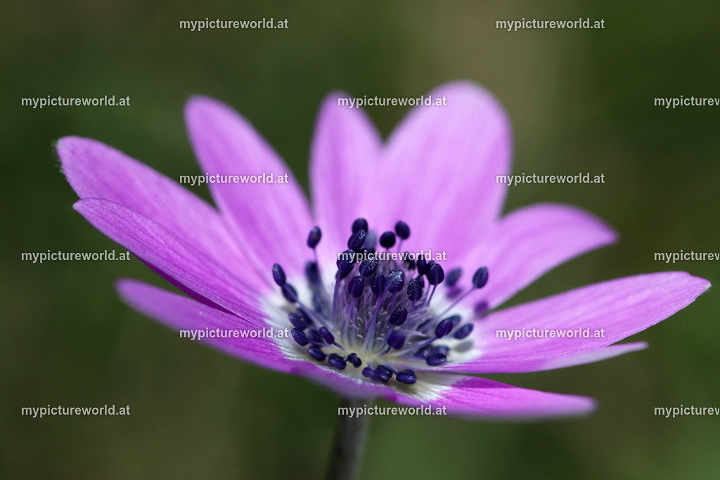 Stern-Anemone-004 | Das Bilderarchiv über Tiere, Planzen und Landschaften. In der Bilddatenbank finden Sie ein große Auswahl an hochwertigen Bilder für Ihre Werbung - Realisiert mit Pictrs.com