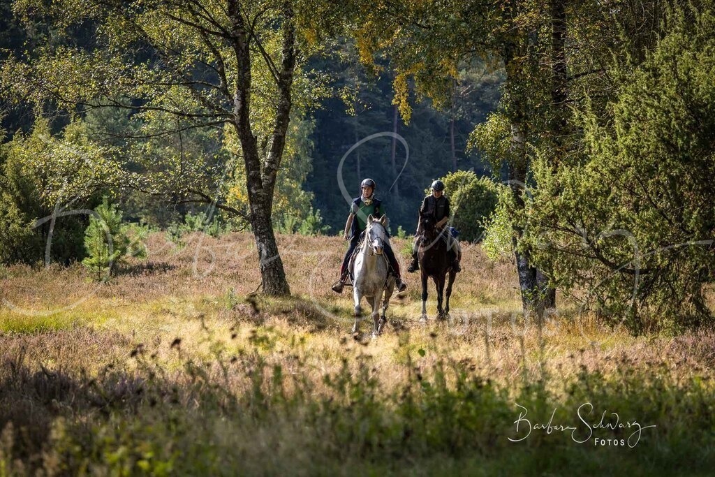 DdLH-WehlenerHeide_2025-09-20_151 | Fotografie, Veranstaltungs-Fotografie, Pferde-Fotografie, Landschafts-Fotografie, Reise-Fotografie - Realisiert mit Pictrs.com