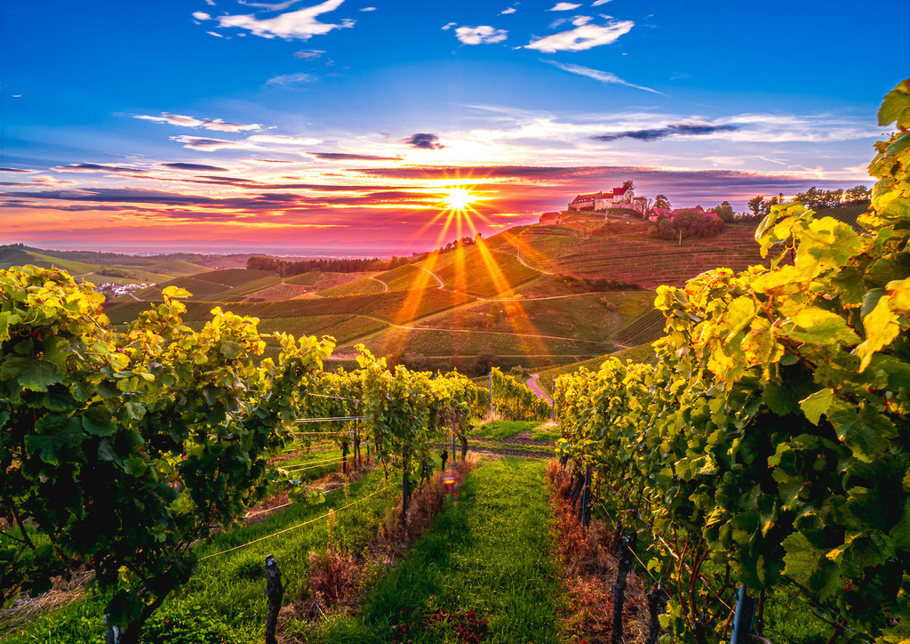 MPI_Sehenswürdigkeiten_0036 | Ein farbenfroher Sonnenuntergang im Weinberg mit dem Schloss Staufenberg in Durbach - Realisiert mit Pictrs.com
