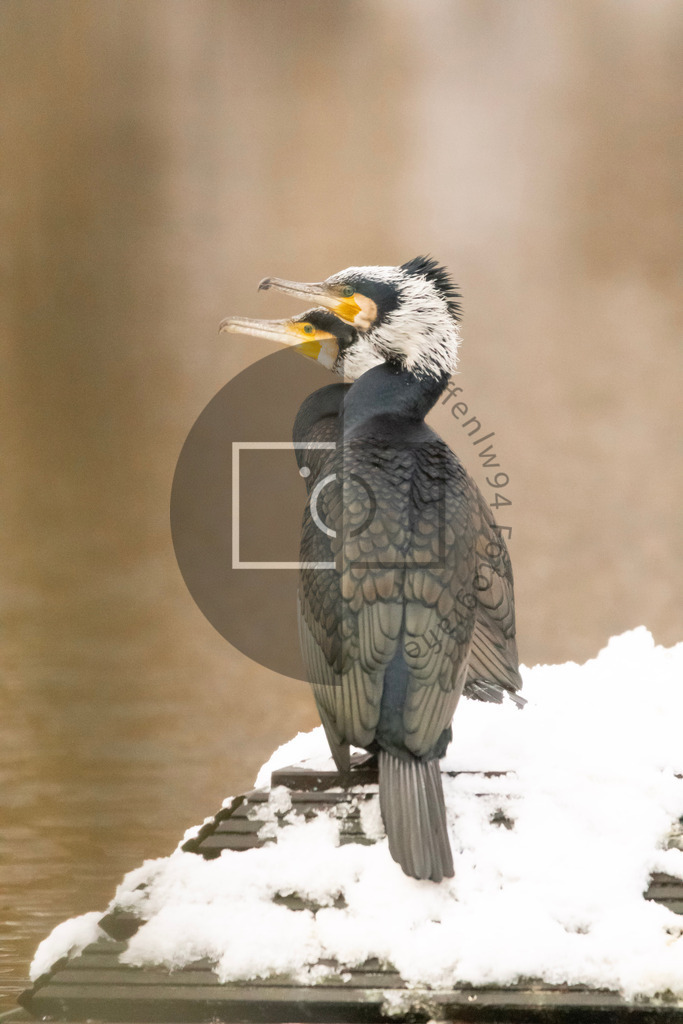 Kormoran Paar Wandbild | Ich bin Fotograf und auf meiner Webseite hast du die Möglichkeit meine fotografie als Wandbilder druckfertig für dein Zuhause zu bestellten. - Realisiert mit Pictrs.com