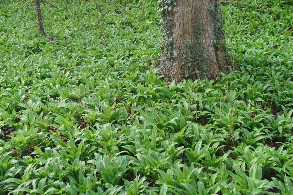 Bärlauch | Bärlauch - Realisiert mit Pictrs.com