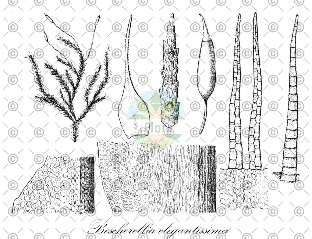 HistAbb_wfo-0000761572_1_ENZY_Simple | Historische Abbildung von Bescherellia elegantissima - Spiridentaceae | Historical Illustration of Bescherellia elegantissima - Spiridentaceae