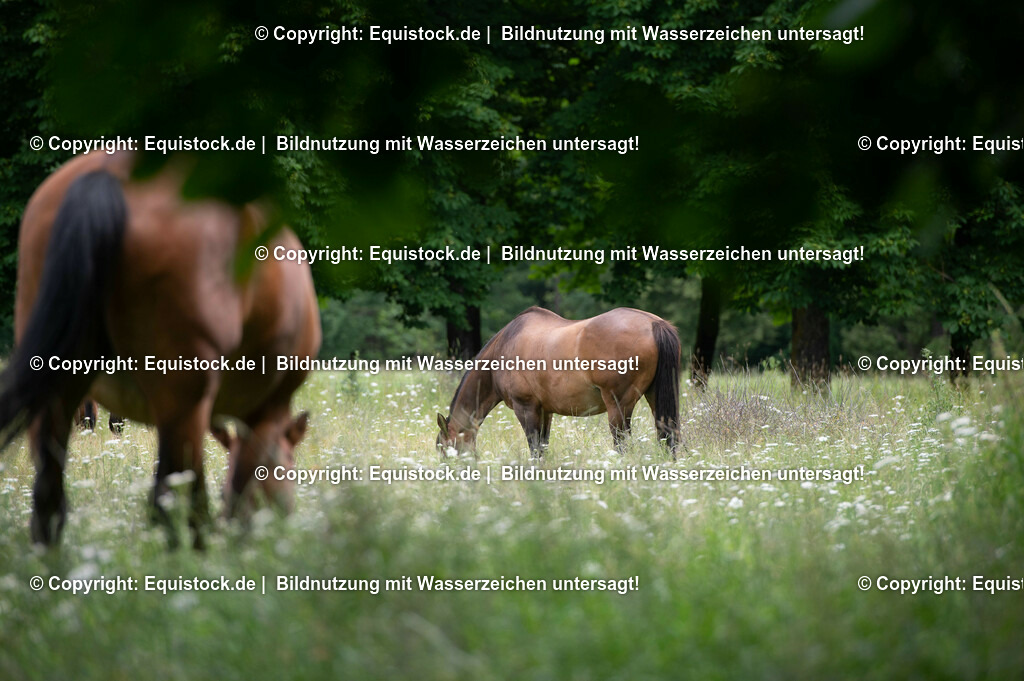 20210712_Pferd-auf-Weide_0015 | Foto: Thomas Hartig