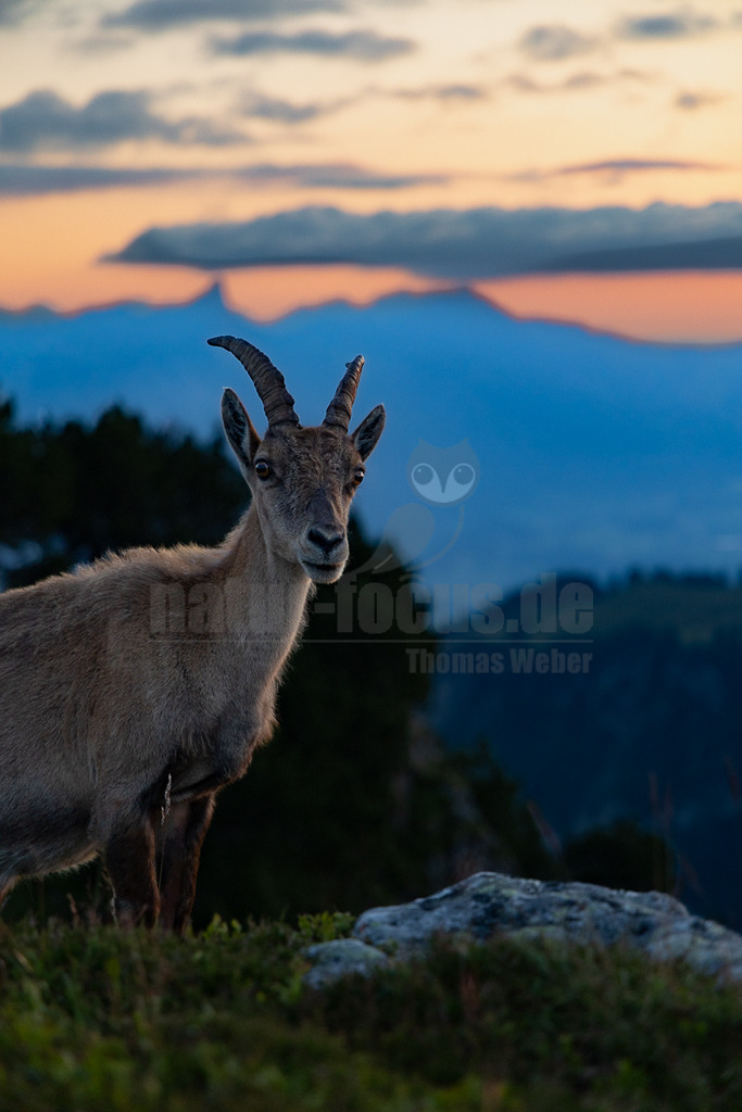 R6NF2962_20250709 | Ein Alpensteinbock (Capra ibex) steht auf einem felsigen, grasbewachsenen Hang und blickt direkt in die Kamera. Im Hintergrund sind verschwommene Bergsilhouetten und ein farbenfroher Himmel während des Sonnenuntergangs oder Sonnenaufgangs zu sehen, der von Orange- und Blautönen dominiert wird. Es sind keine spezifischen Interaktionen mit anderen Tieren oder der Umgebung zu beobachten, außer dass das Tier aufmerksam die Umgebung wahrnimmt. - Realisiert mit Pictrs.com