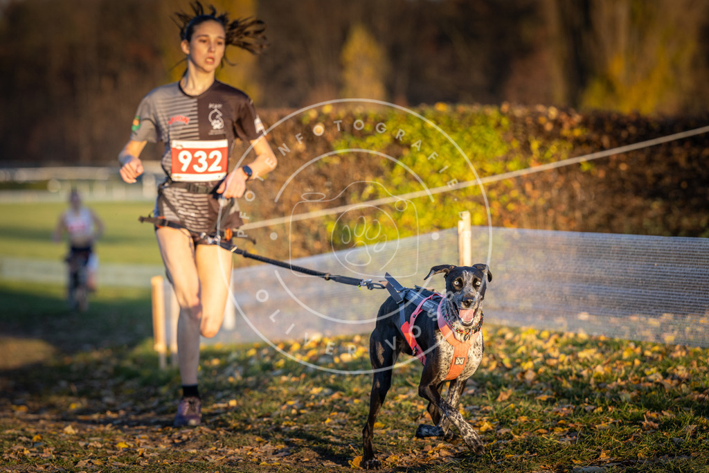 CaniXpix_DV3A5171 | Hundefotografie, Tierfotograf, Pfotenfotografie, Fotoshooting Hund, Hunde Portrait, Hundesport, Hundeportraits, Heideshooting, Hunde, Sportfotograf, Hundefotograf, Turnierhundsport, THS,  - Realisiert mit Pictrs.com