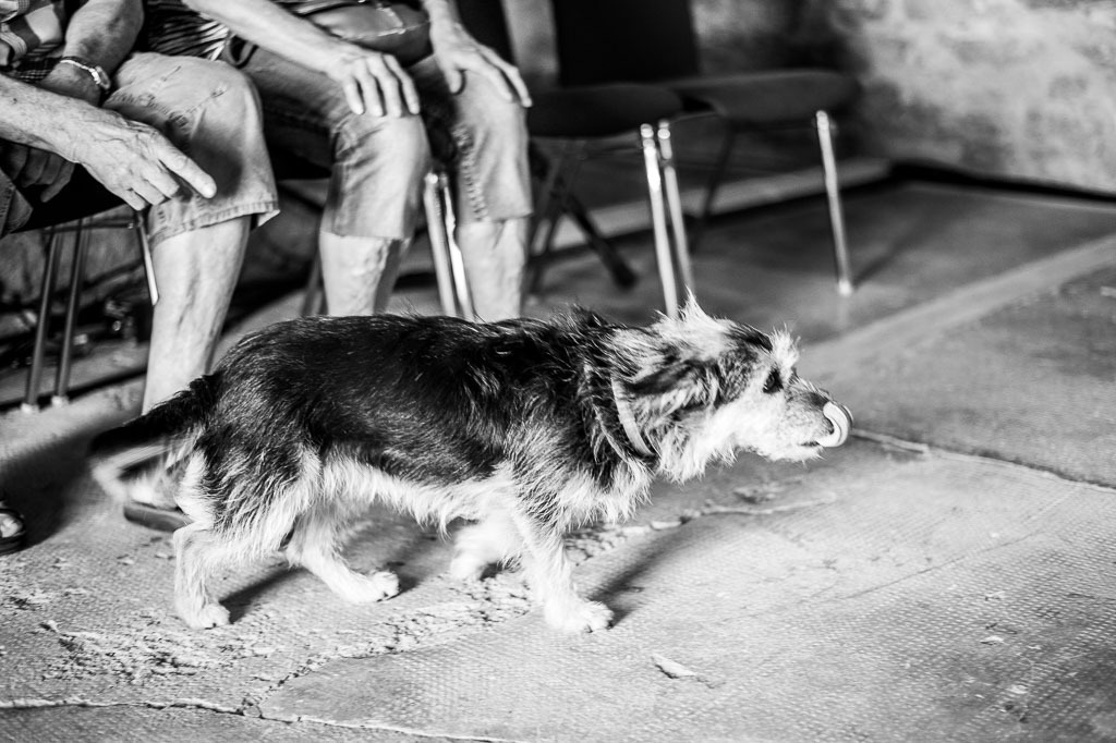 Summ Summ Salsa | Kinderkonzert Summ Summ Salsa mit Klazz Brothers & Cuba Percussion im Forte Belvedere Leisnig zum Festival Hallo Leisnig 2022. - Realisiert mit Pictrs.com