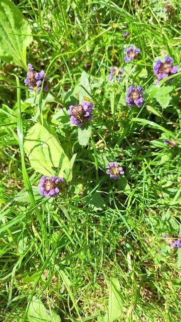 Braunelle | Verkauf von Fotos und  Videoclips zumThema Natur.Motive sind Pflanzen, Tiere, Landschaftenund Wetter - Realisiert mit Pictrs.com