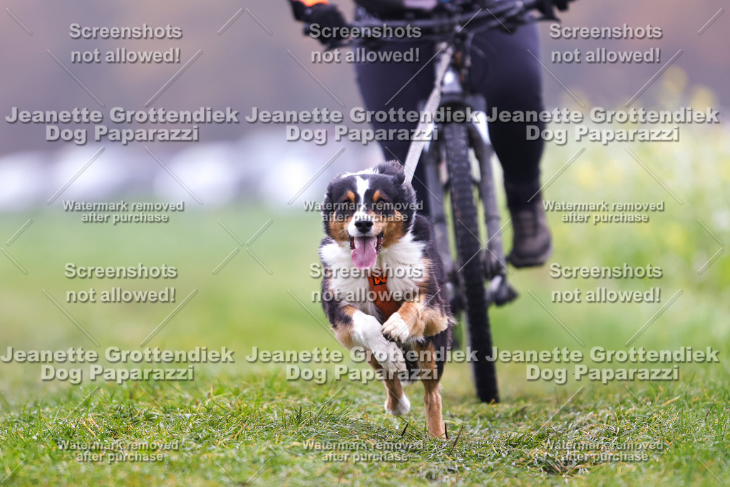 Dog Paparazzi - Visbeck 25 -220 | Dog Paparazzi Jeanette Grottendiek Fotografie & Videografie - Realisiert mit Pictrs.com