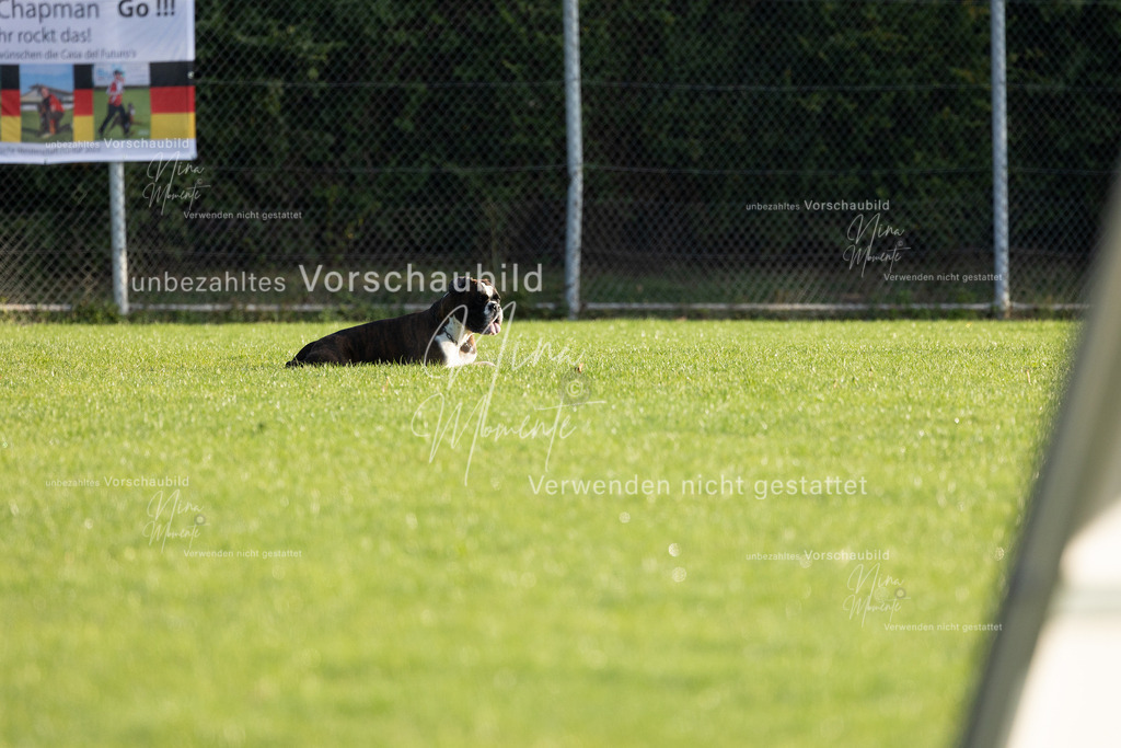 _16A6160 | Einzigartige Fotos von Hunden & Menschen –Actionfotos, Portraits, Vereinsaufnahmen & Paarshootings – authentisch, lebendig & mit Herz.