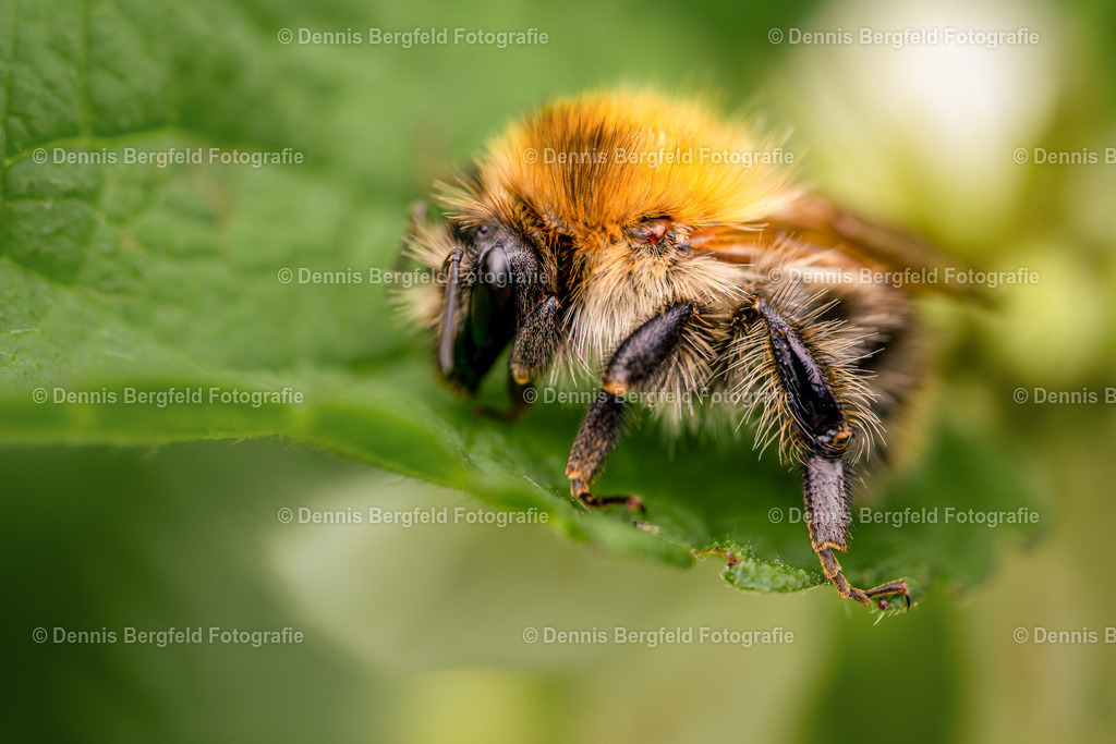Hummel 3 | Entdecken Sie Natur, Makro und Tierfotografie von Dennis Bergfeld.Besondere Momente und Details der Natur, hochwertig als Foto und Wandbild erhältlich. - Realisiert mit Pictrs.com