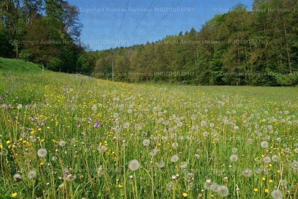 Frühlingsblumenwiese | Frühlingsblumenwiese - Realisiert mit Pictrs.com