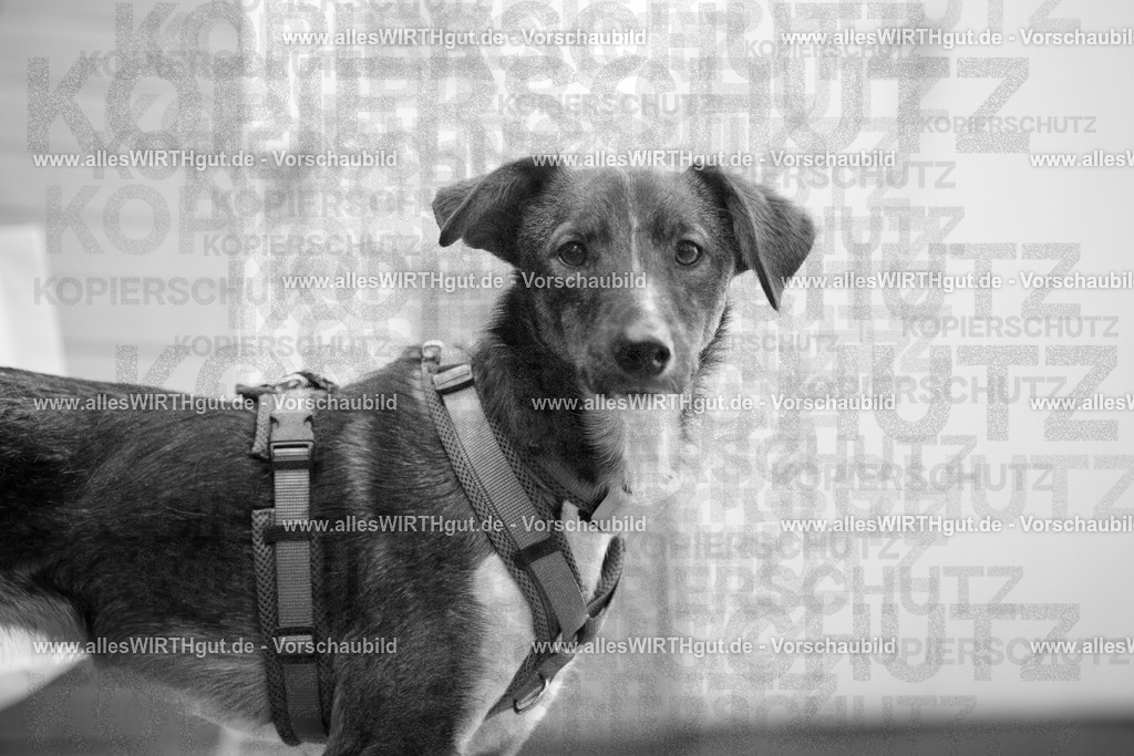 7R508299-2 | Professionelle Tierfotografie in Mönchengladbach von Daniel Wirth (allesWIRTHgut). Liebevolle & natürliche Bilder von Hunden & Katzen für unvergessliche Erinnerungen.