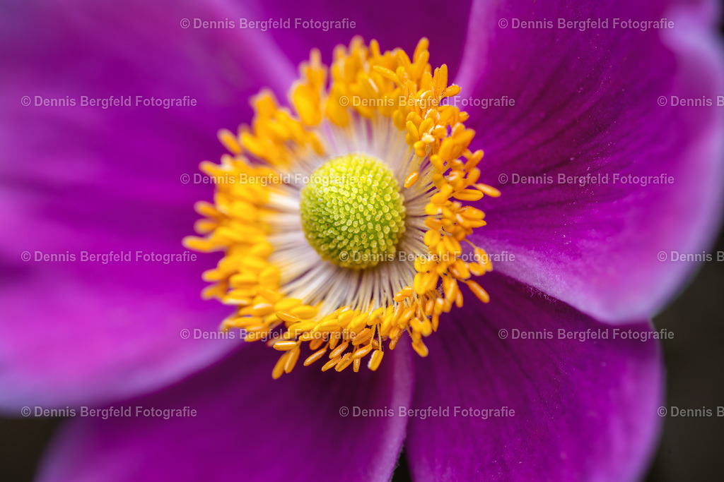 Anemone Nahaufnahme | Entdecken Sie Natur, Makro und Tierfotografie von Dennis Bergfeld.Besondere Momente und Details der Natur, hochwertig als Foto und Wandbild erhältlich. - Realisiert mit Pictrs.com