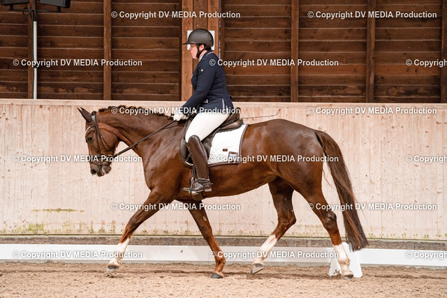 Dressur Tag 3-184 | dv-media-shop - Realized with Pictrs.com