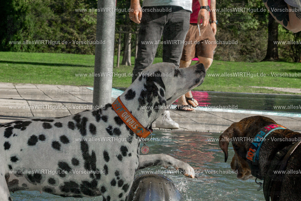 Hundeschwimmen_Volksbad_2026-allesWIRTHgut_Tierfotografie-2609061549-DSC00132 | Professionelle Tierfotografie in Mönchengladbach von Daniel Wirth (allesWIRTHgut). Liebevolle & natürliche Bilder von Hunden & Katzen für unvergessliche Erinnerungen.