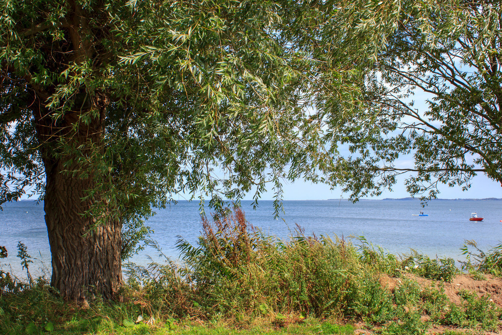 Wandbild: Baum am Strand in Norgaardholz | Dieses Wandbild im Querformat zeigt einen Baum am Strand in Norgaardholz. Durch die Zweige kann man die Ostsee im Hintergrund gut erkennen.  - Realisiert mit Pictrs.com